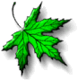 Ahornblatt